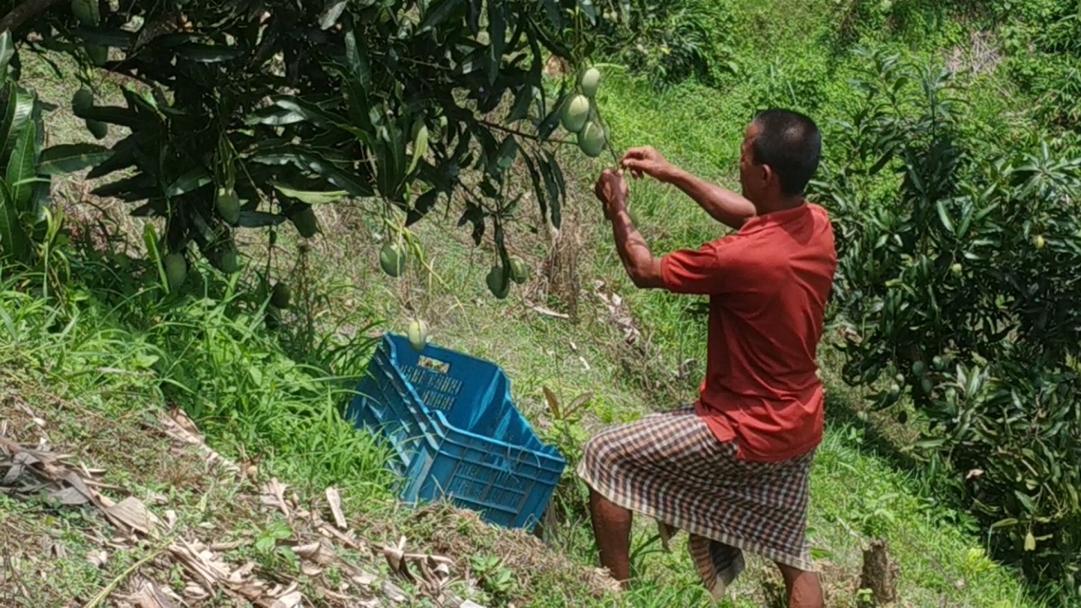 মিশ্র ফল চাষ প্রকল্পে স্বাবলম্বী পাহাড়ের প্রান্তিক চাষীরা