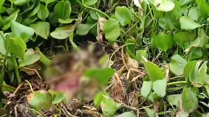 নিখোঁজের ৮ দিন পর গৃহবধূর গলিত লাশ উদ্ধার