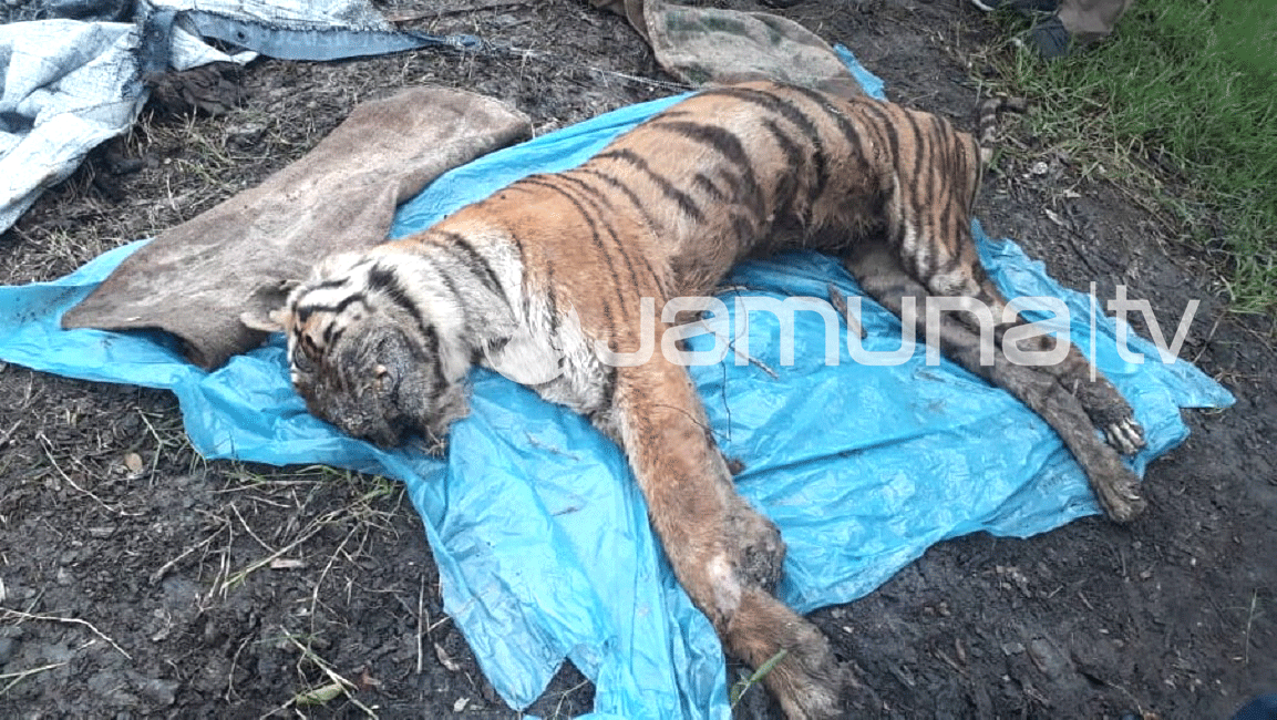সুন্দরবন থেকে মৃত বাঘ উদ্ধার