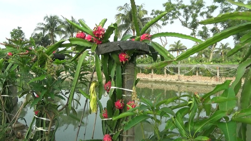 বিদেশি ফল ‘ড্রাগন’ চাষে ঝুঁকছেন বাগেরহাটের খামারিরা