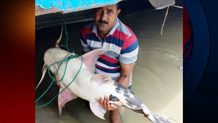 পদ্মায় ধরা পড়লো ৩৪ কেজি ওজনের বাঘাআইড়