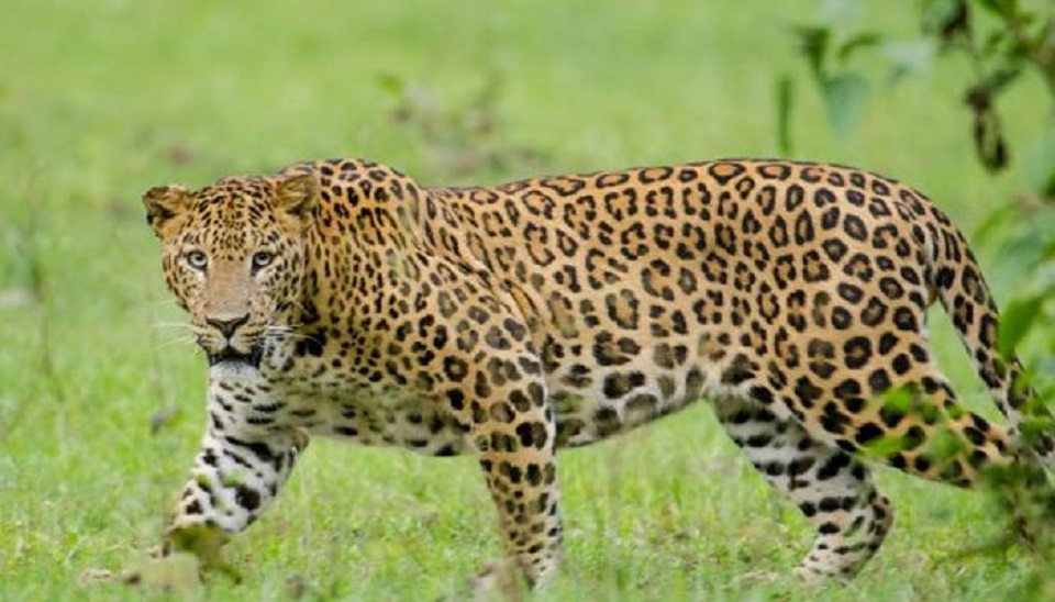 চিতার মুখ থেকে সন্তানকে ছিনিয়ে আনলেন মা