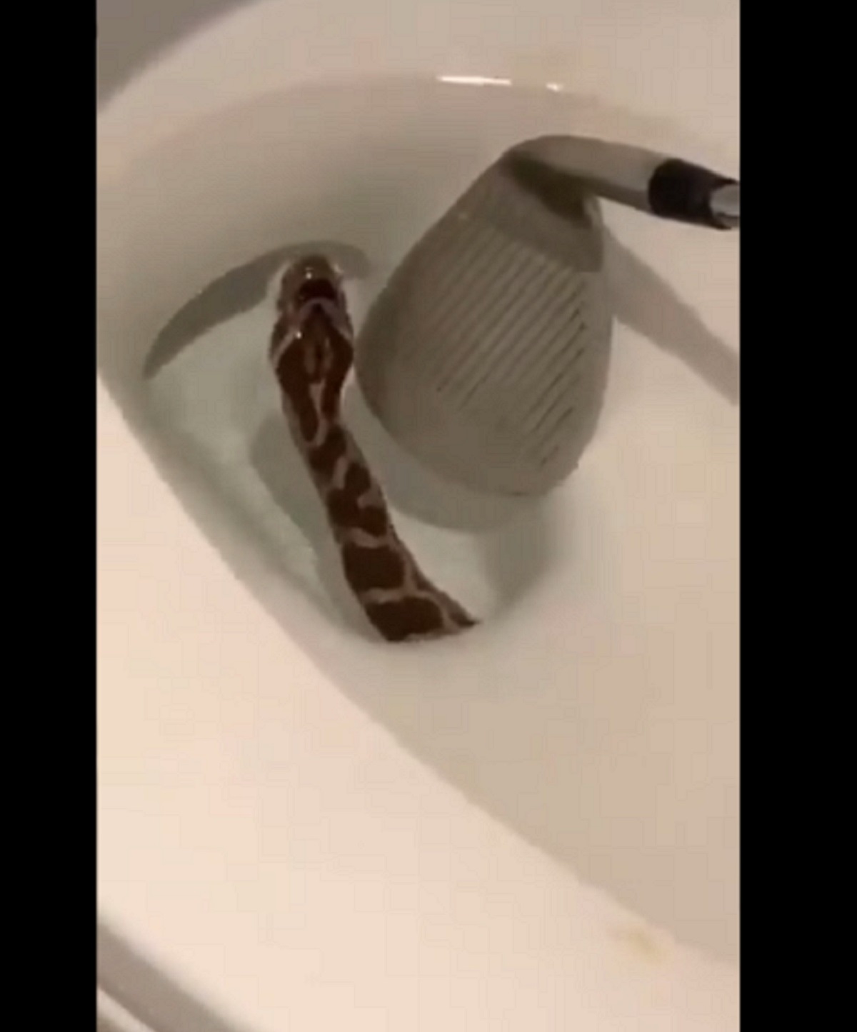 কোমড থেকে বেরিয়ে এলো সাপ! (ভিডিও) কোমড থেকে বেরিয়ে এলো সাপ!