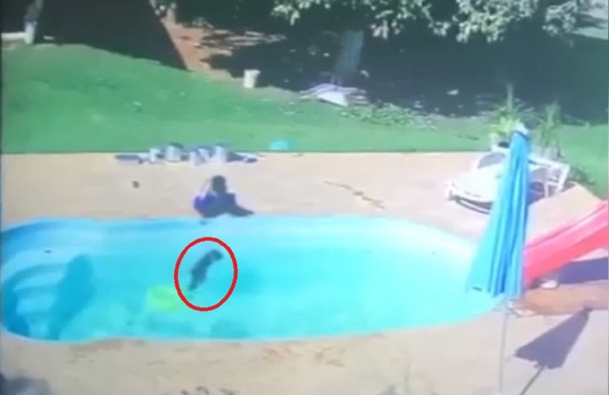 জলে ডুবে যাওয়ার হাত থেকে বন্ধুকে বাঁচালো তিন বছরের শিশু! (ভিডিও) জলে ডুবে যাওয়ার হাত থেকে বন্ধুকে বাঁচাল তিন বছরের শিশু