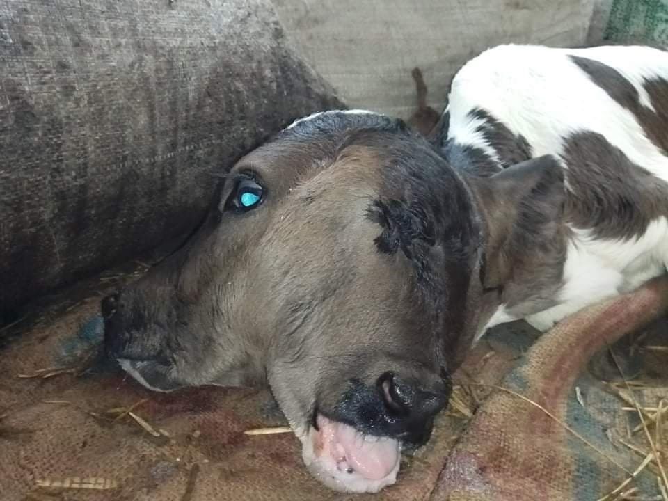 শরীয়তপুরে দুই মাথার বাছুর, এলাকায় চাঞ্চল্য!