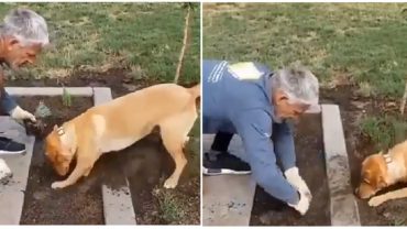 বাগানের কাজে বাড়ির পোষ্য