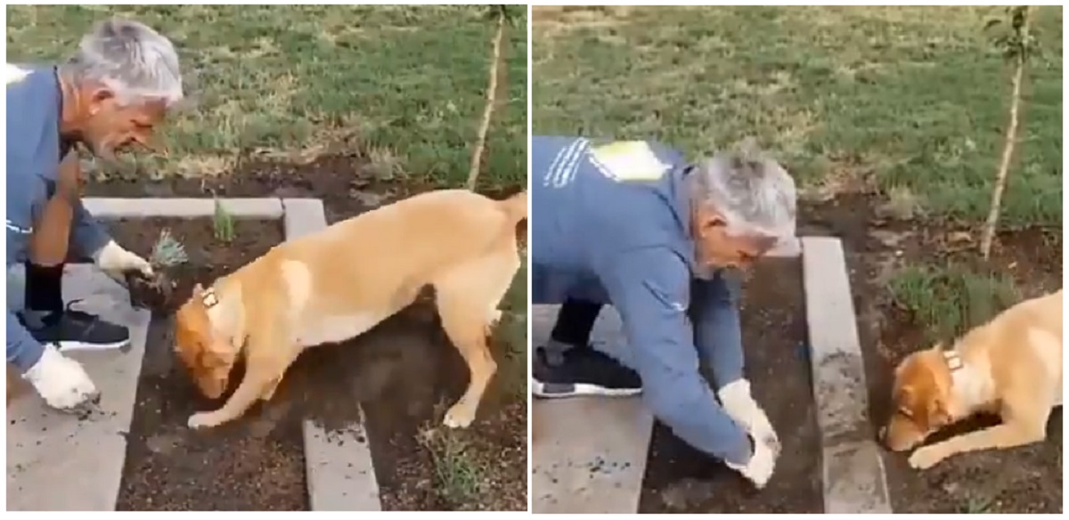 বাগানের কাজে বাড়ির পোষ্য! (ভিডিও) বাগানের কাজে বাড়ির পোষ্য