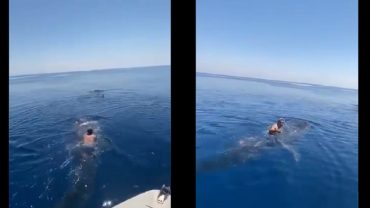 হোয়েল শার্কের পিঠে উঠে পড়লেন যুবক