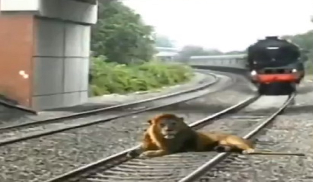 রেল লাইনে শুয়ে থাকা সিংহের উপর দিয়ে চলে গেল ট্রেন! (ভিডিও) রেল লাইনে শুয়ে থাকা সিংহের উপর দিয়ে চলে গেল ট্রেন