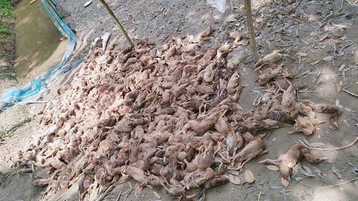 মধুপুরে দুর্বৃত্তদের বিষ প্রয়োগে ১০০০ হাসের মৃত্যু