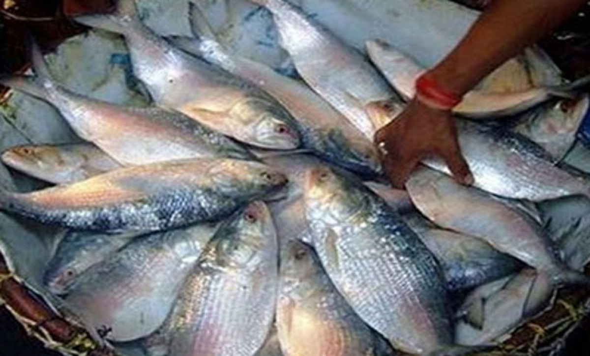 ইলিশের চার প্রজনন ক্ষেত্রে কড়া পাহারা, জেলেদের বিকল্প কর্মসংস্থান