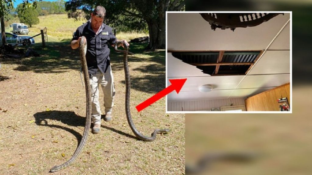 দুই পাইথনের মারামারিতে ভাঙলো বাড়ির সিলিং