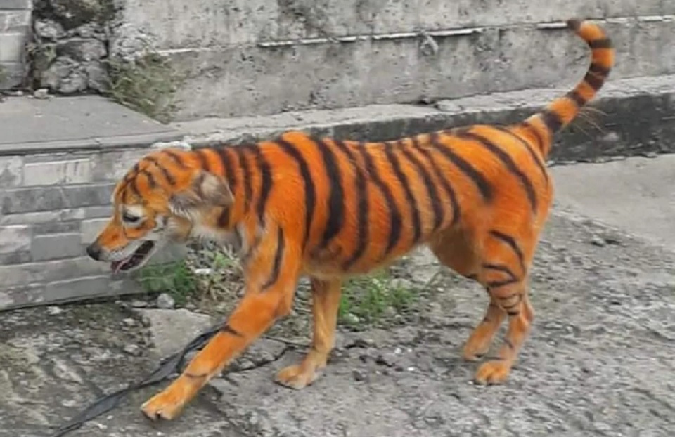 বাঘ না কুকুর? রাস্তায় ঘুরে বেড়াচ্ছে কী?