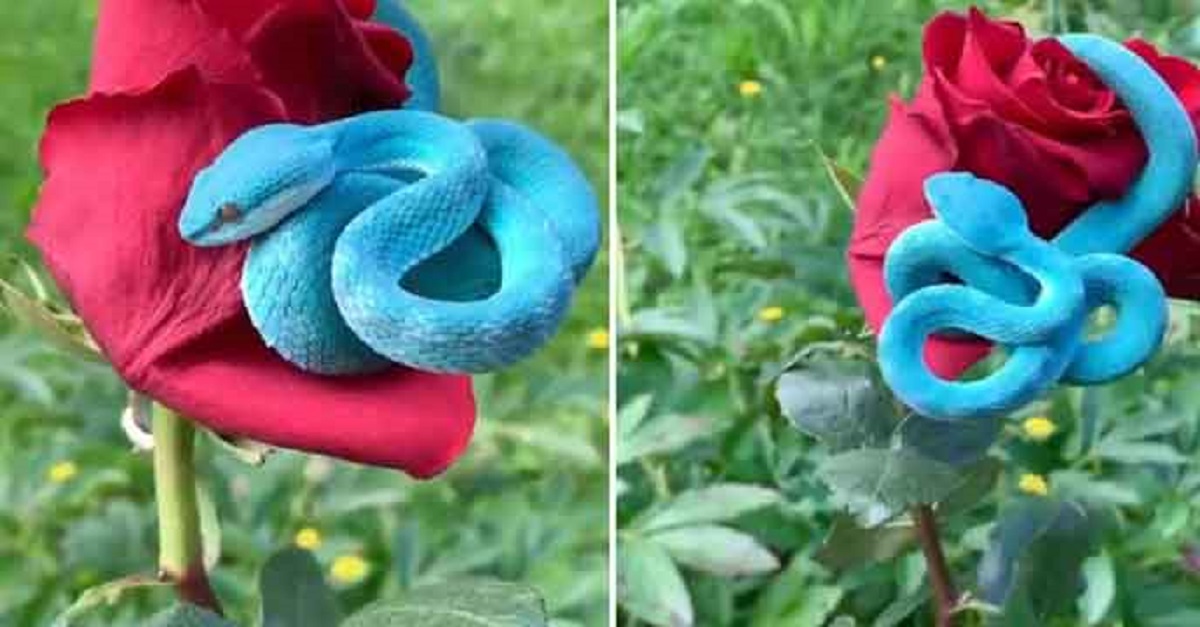 যত সুন্দর ততই ভয়ঙ্কর!(ভিডিও)