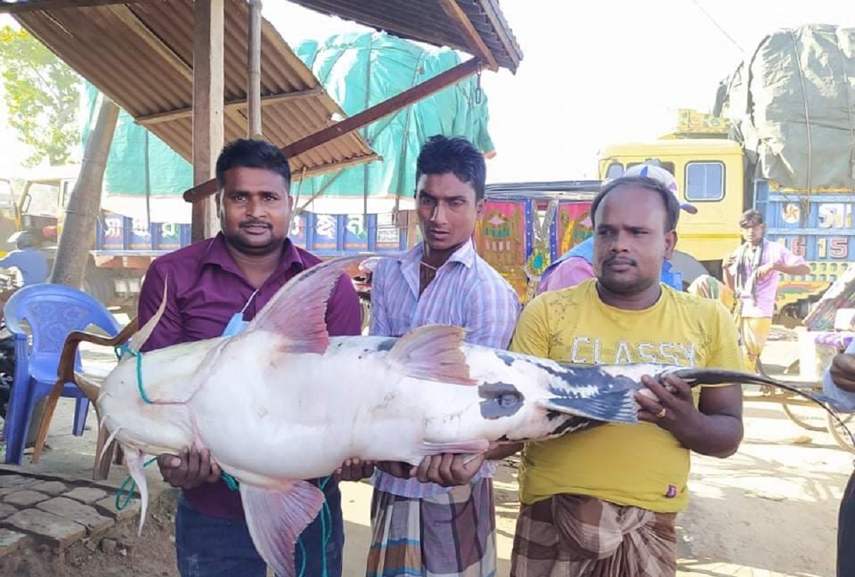 পদ্মায় ধরা পরেছে ৩০ কেজি ওজনের বাঘাআইড়