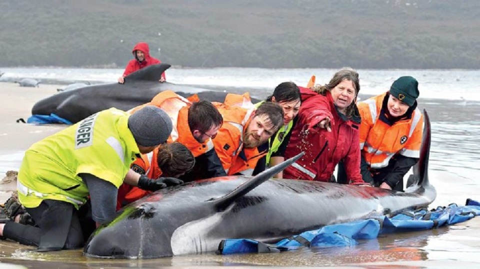 বালির চরে আটকে ৩৮০ তিমির মৃত্যু!
