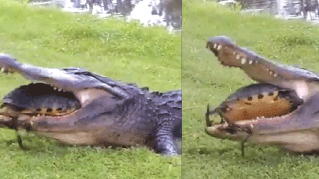 শিকারকে কামড়ে নাজেহাল কুমির, হার মানল কচ্ছপের কাছে! (ভিডিও) শিকারকে কামড়ে নাজেহাল কুমির, হার মানল কচ্ছপের কাছে!