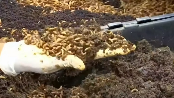 খামারে প্রতিদিন উৎপাদন হয় আড়াই টন মাছির লার্ভা