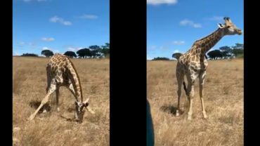 জিরাফ যেভাবে ঘাস খায়!
