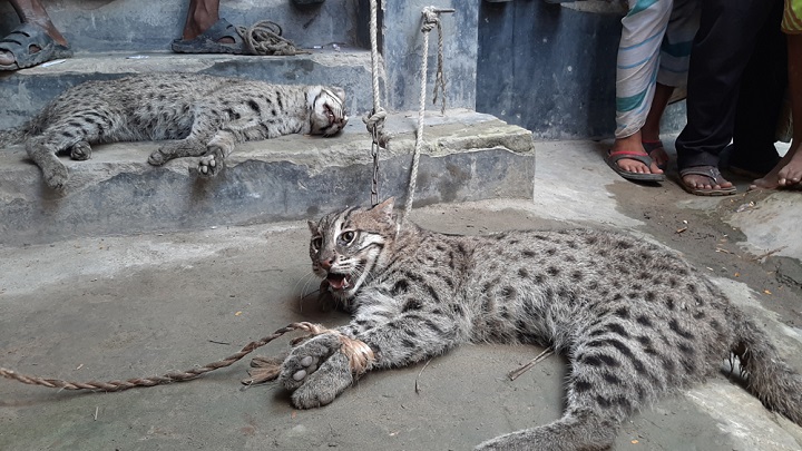 পাবনার চাটমোহরে গ্রামবাসীর হাতে ধরা পড়লো ২ মেছোবাঘ