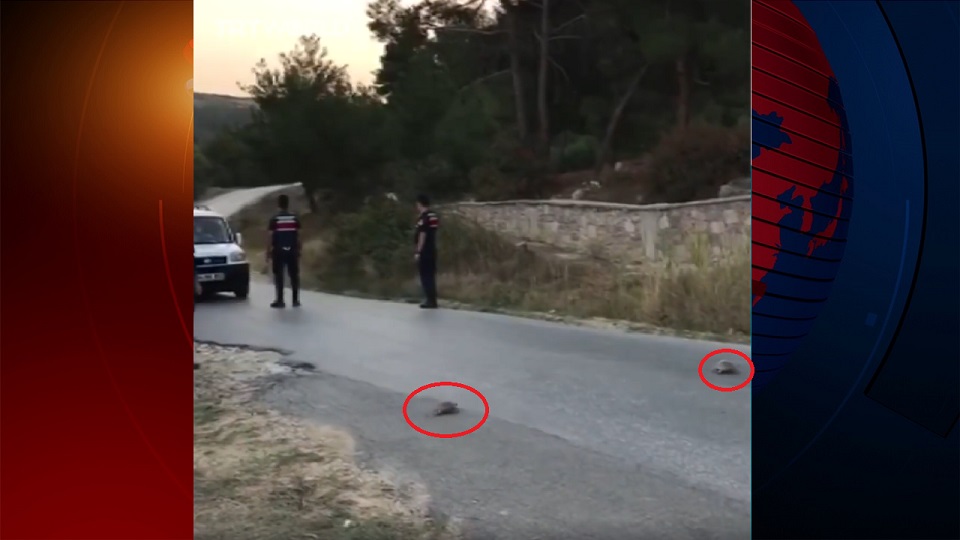 রাস্তা পার হবে কচ্ছপ তাই গাড়ি থামিয়ে দিল পুলিশ