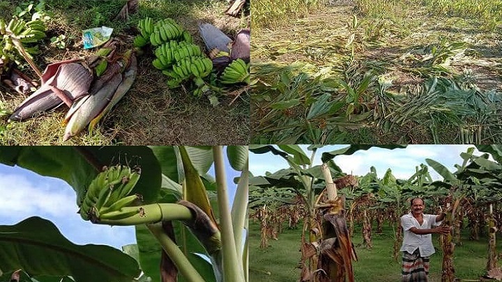 ঝিনাইদহে ৬ শতাধিক কলাগাছ ও হলুদের ক্ষেত কেটে ফেললো দুর্বৃত্তরা