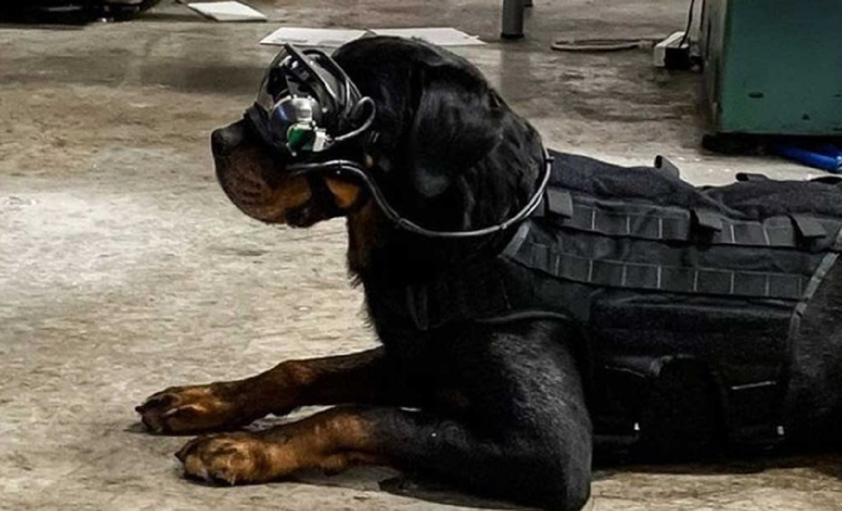 কুকুরের চোখে ‘এ আর চশমার’ পরীক্ষা চালিয়েছে মার্কিন সেনাবাহিনী