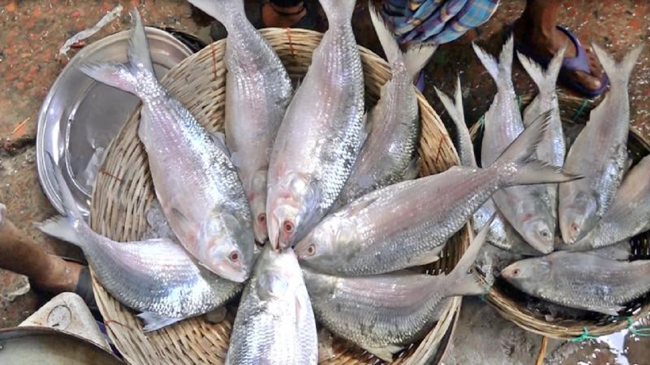 বৈশাখের আগে ইলিশের বাজারে আগুন