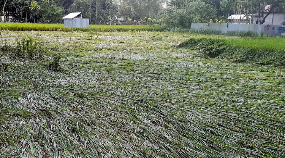 কুড়িগ্রামে বৃষ্টিতে আমনের ব্যাপক ক্ষতির শংকা