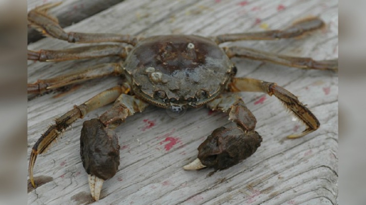 কাঁকড়া উদ্ধারে এলো পুলিশ! কাঁকড়া উদ্ধারে এল পুলিশ!