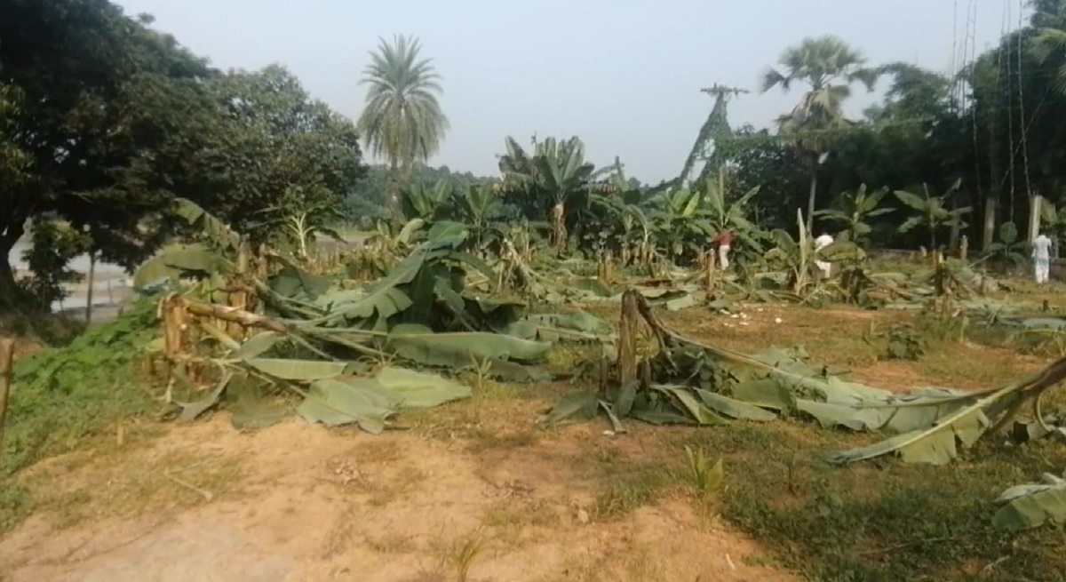 গাজীপুরে জমির সীমানা প্রাচীর ভেঙ্গে তিন শতাধিক কলাগাছ কর্তন