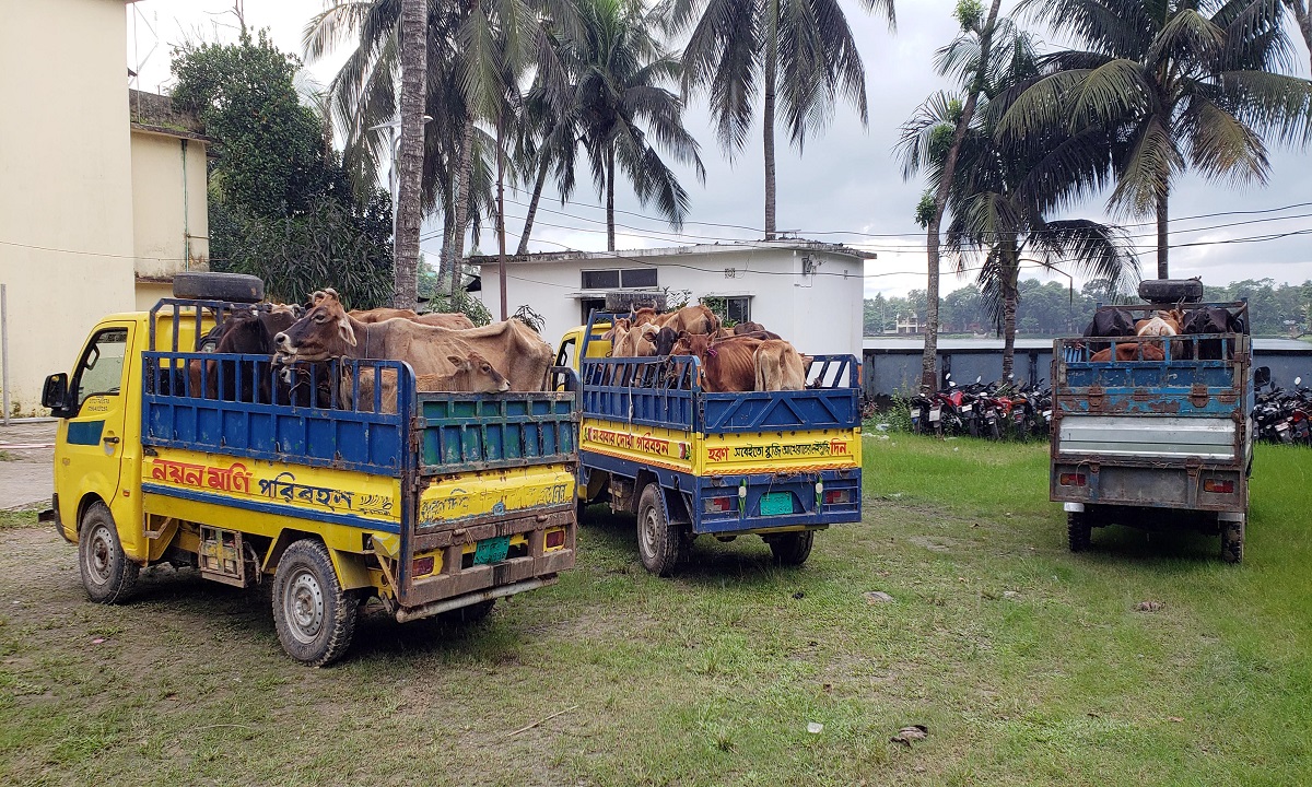 কসবায় ২৮ ভারতীয় গরু জব্দ, গ্রেফতার ৬