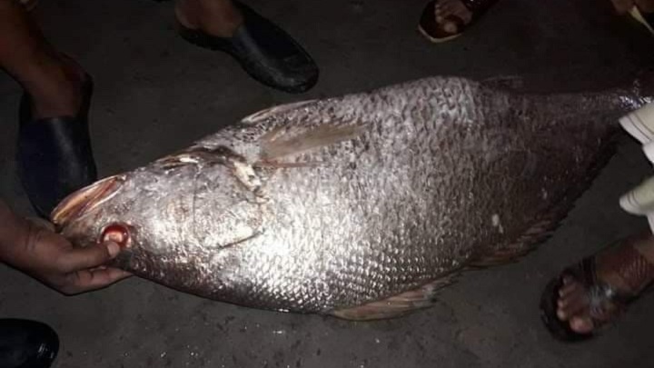 পাথরঘাটায় একটি ভোল মাছ বিক্রি হলো আড়াই লাখ টাকায়