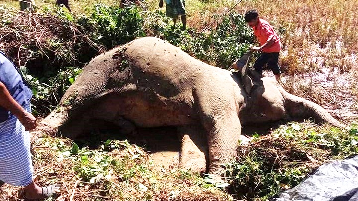 কক্সবাজারে বন্য হাতির রহস্যজনক মৃত্যু