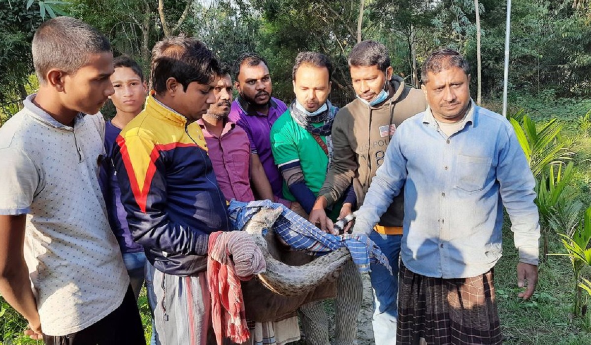 নাটোরে বন্যপ্রাণী বড় বাঘডাশ উদ্ধার