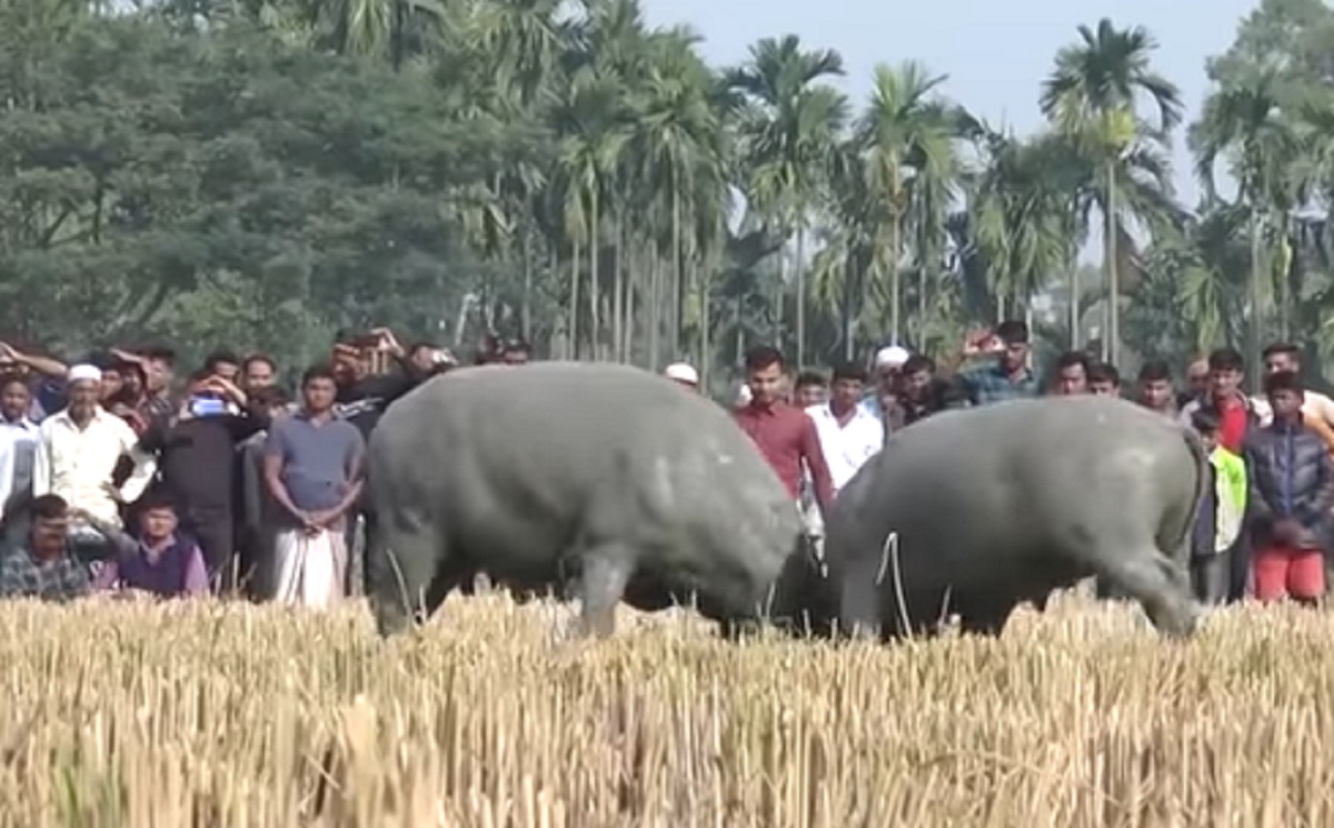 কক্সবাজারে জমে উঠেছে মহিষের লড়াই