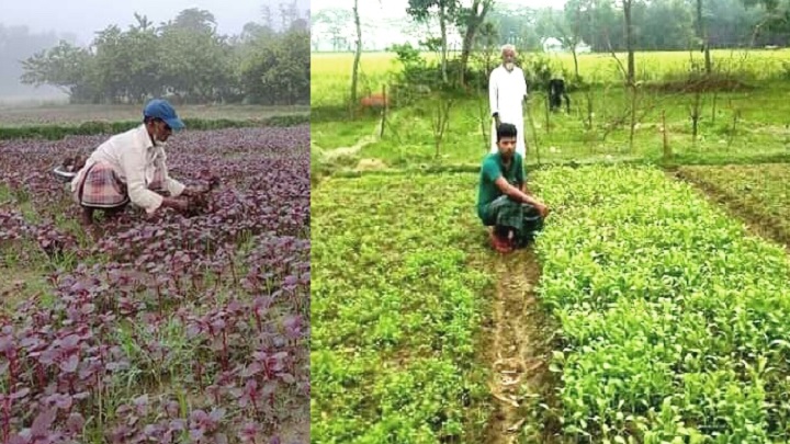 আখাউড়ায় বছরজুড়ে সবজি চাষে কৃষকের স্বচ্ছলতা