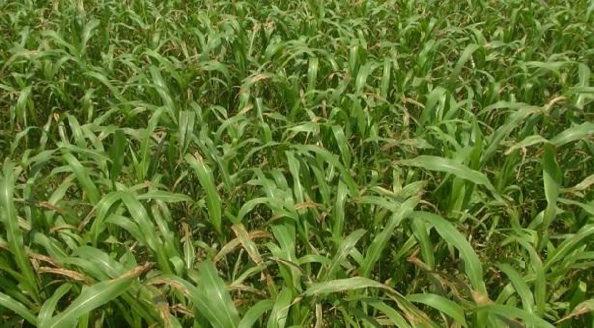 বিদেশ ভ্রমণসহ আলোচিত ঘাস চাষ সম্প্রসারণ প্রকল্প একনেকে অনুমোদন