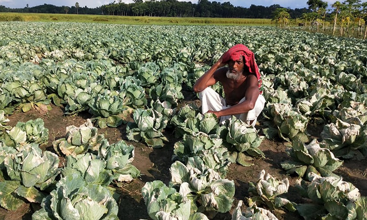 জমি বন্ধক নিয়ে বাঁধাকপির চাষ, ক্ষেত নষ্ট করলো দুর্বৃত্তরা
