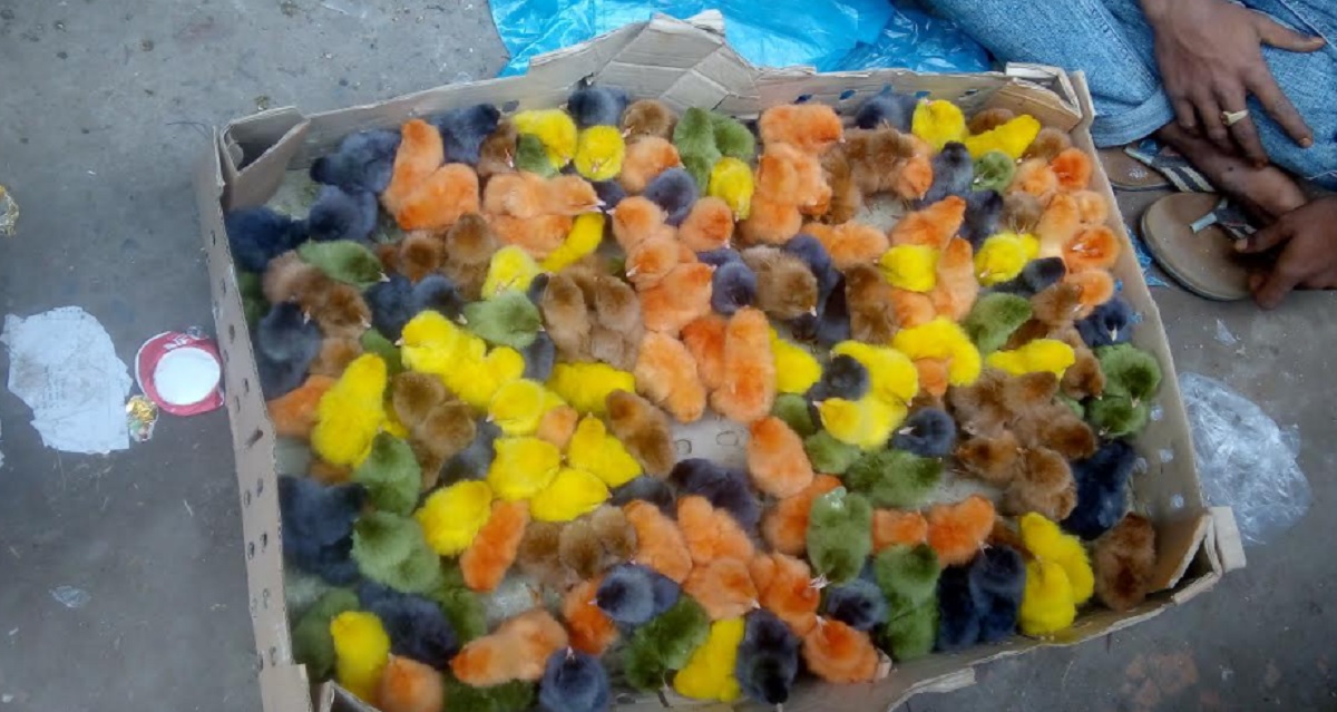 পোলট্রি মুরগির বাচ্চার গায়ে রং করে অভিনব প্রতারণা, আটক ১