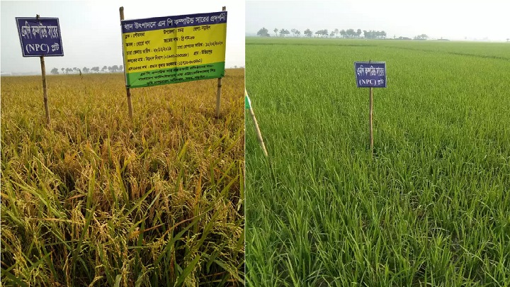 বাজারে আসছে নাইট্রোজেন সাশ্রয়ী এন পি কম্পাউন্ড সার