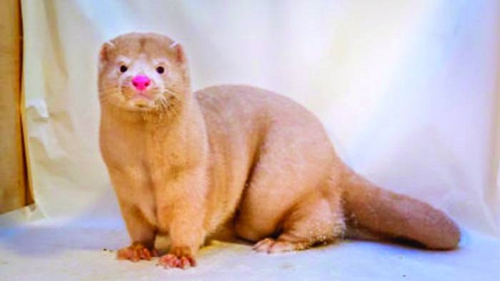 মিঙ্ক সরবরাহে ডেনমার্কের স্থান দখল করছে চীন