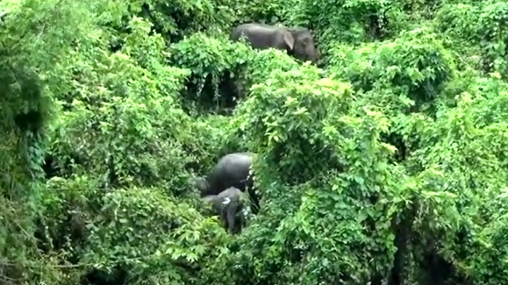 কাপ্তাইয়ে বন্যহাতির আক্রমণে ৩ নারী আহত