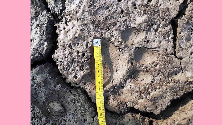 সুন্দরবনের লোকালয়ে বাঘ আতঙ্কে নির্ঘুম এলাকাবাসী