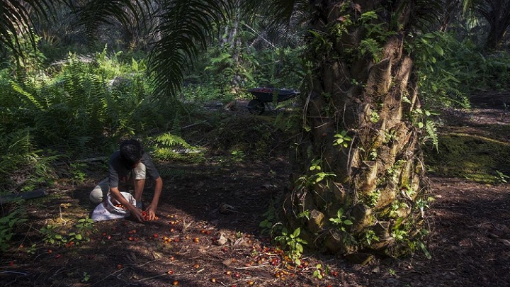ইন্দোনেশিয়ায় পাম চাষে শিশুশ্রম: ঝুঁকির মুখে ৫০ লাখ শিশু
