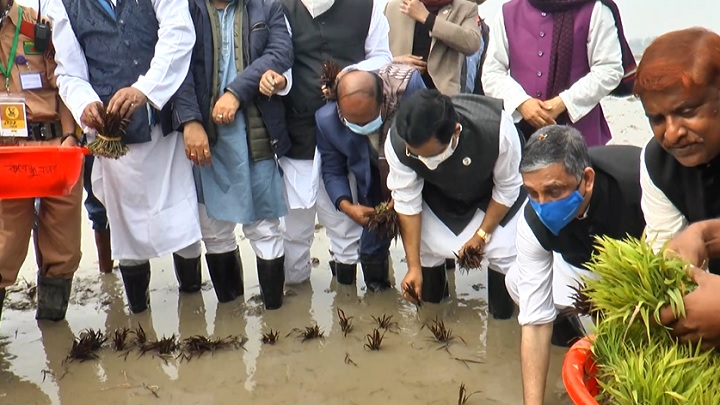 শস্যখেতে ‘বঙ্গবন্ধুর প্রতিকৃতি’ দৃশ্যমান করতে ধানের চারা রোপণ শুরু