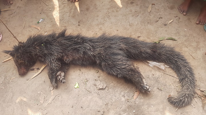 কবর খুঁড়ে লাশ খাওয়ার অজুহাতে পিটিয়ে মারা হলো প্রাণীটিকে