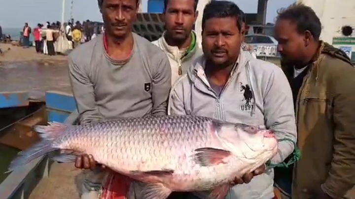 দৌলতদিয়ায় এবার কাতলের দাম ৩২ হাজার টাকা
