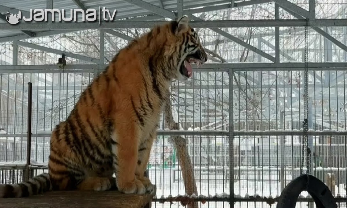 গর্জন নয়, বাঘের গলায় গান!(ভিডিও)