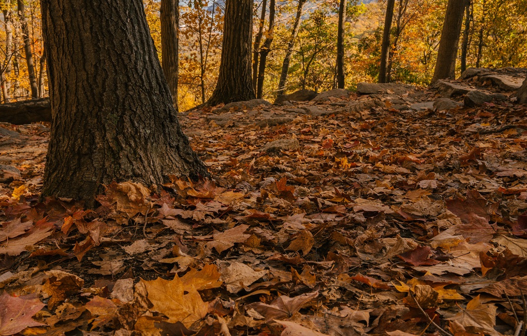 কোথাও দ্বিধা নেই